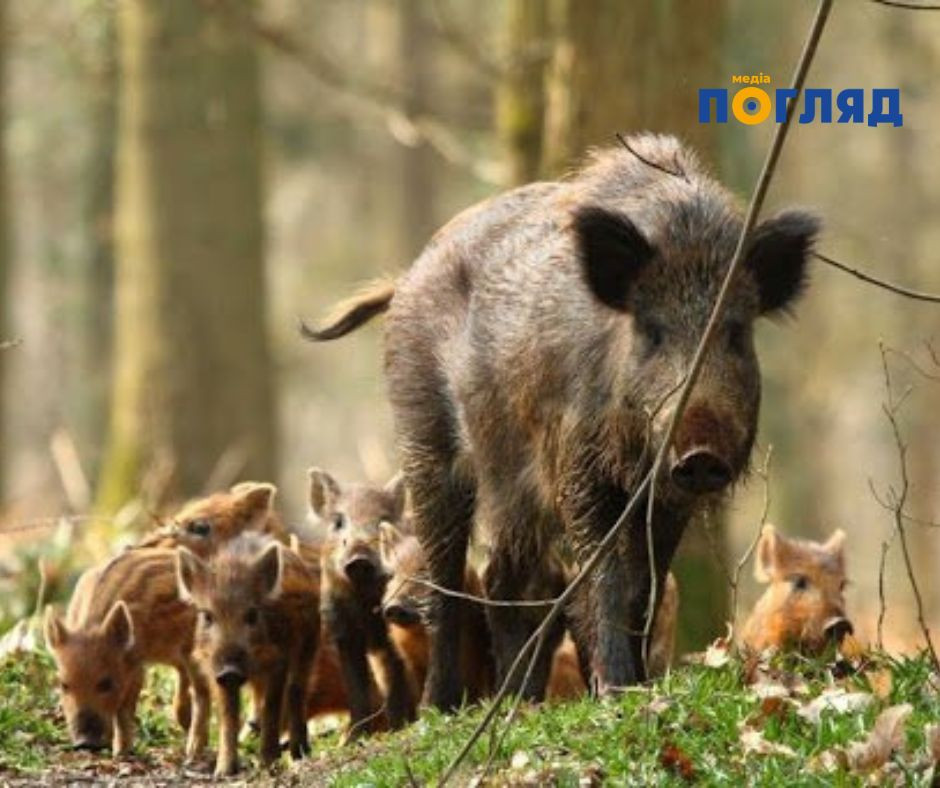 З 1 квітня в Україні стартує “сезон тиші” (ФОТО) - зображення